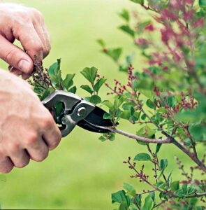 flower garden maintenance