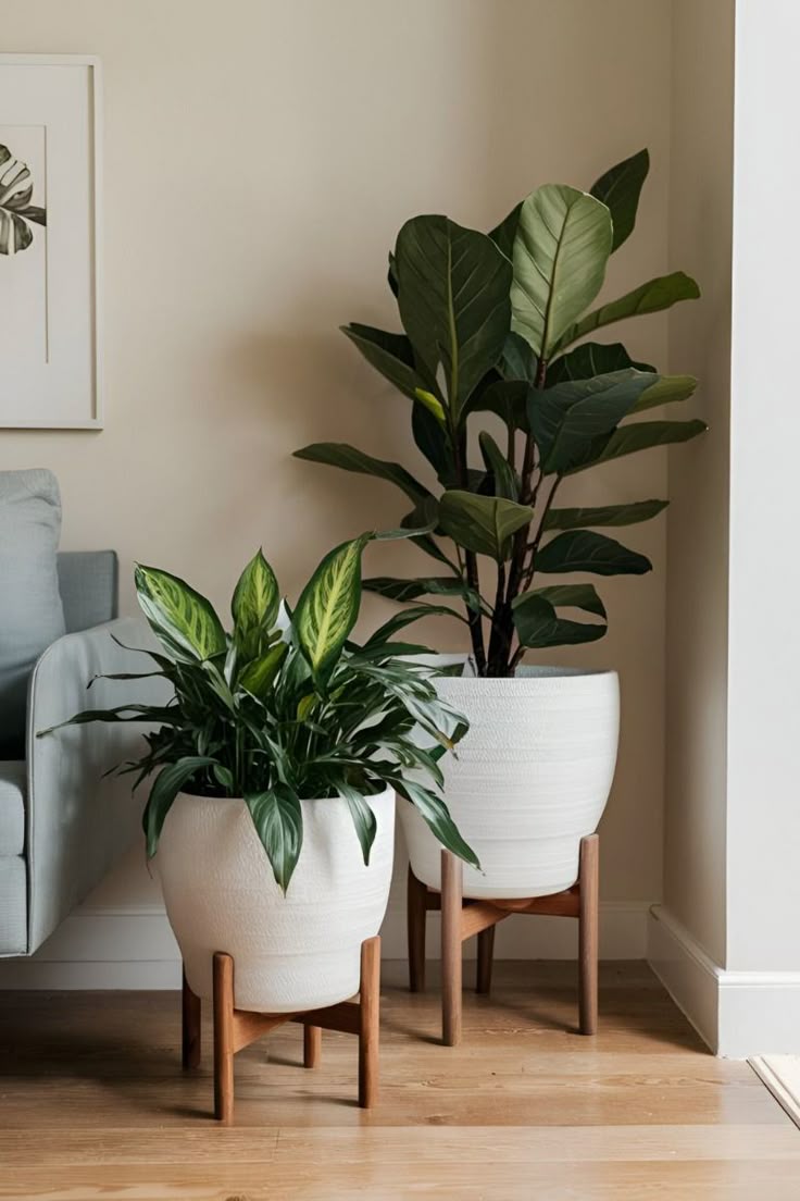 modern indoor plants decor