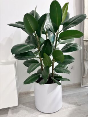 Rubber Plant